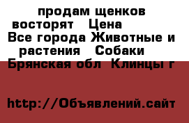 продам щенков восторят › Цена ­ 7 000 - Все города Животные и растения » Собаки   . Брянская обл.,Клинцы г.